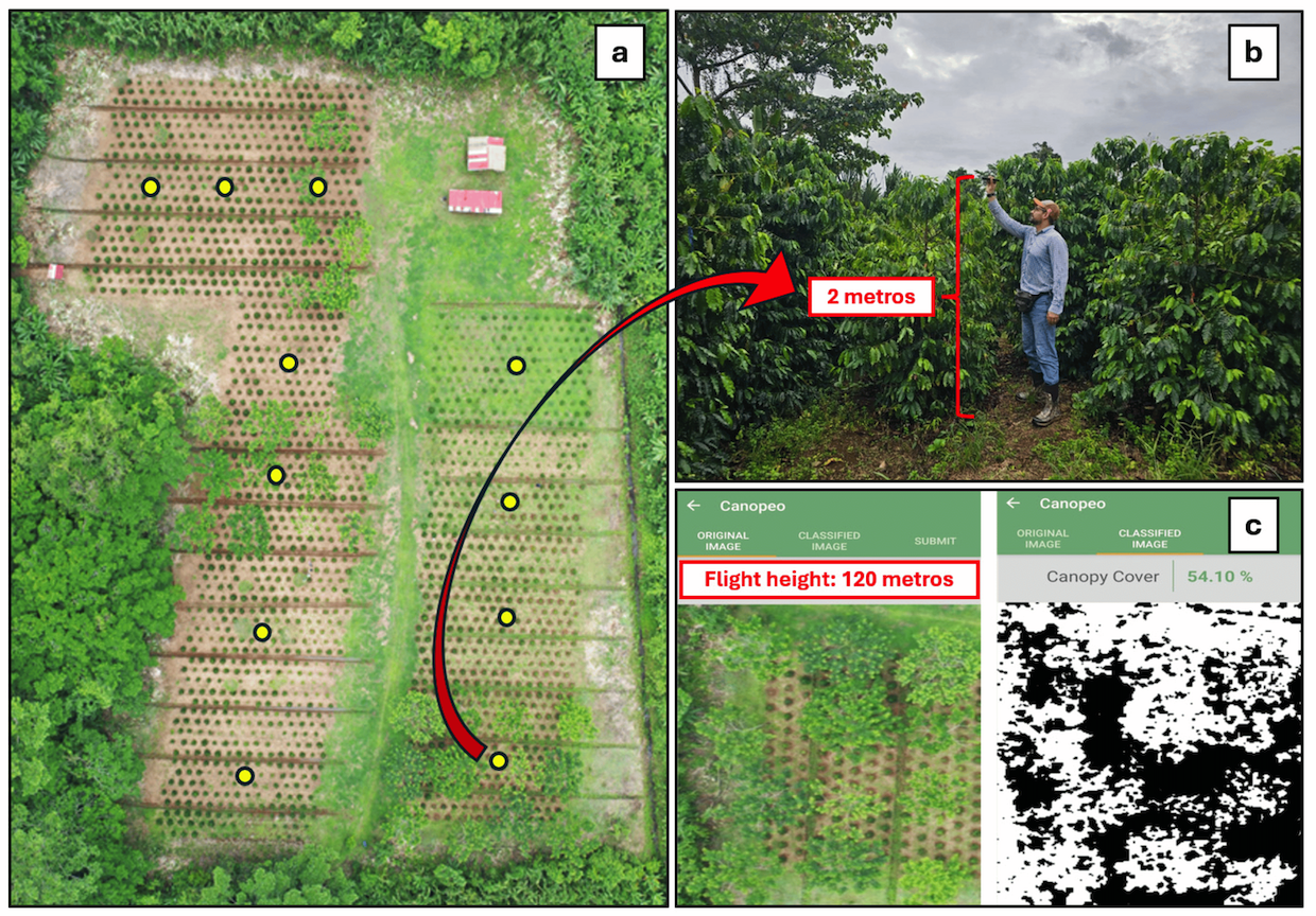 costa rica carribean coffee agroforestry 2