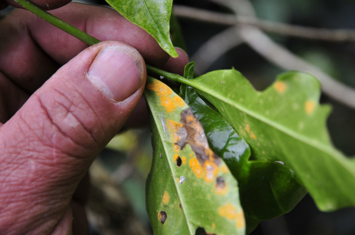 diseased coffee plant