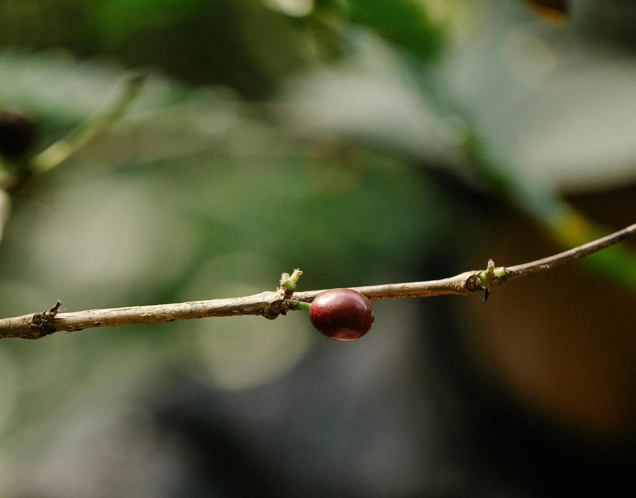 picking-coffee