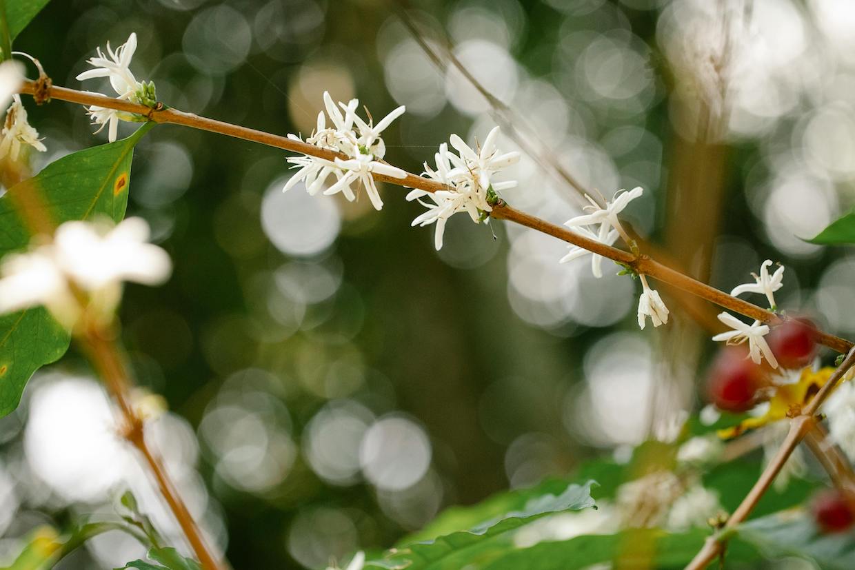 coffee crop land use