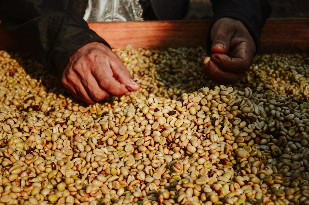 coffee parchment