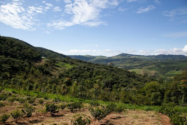 regenerative coffee farm