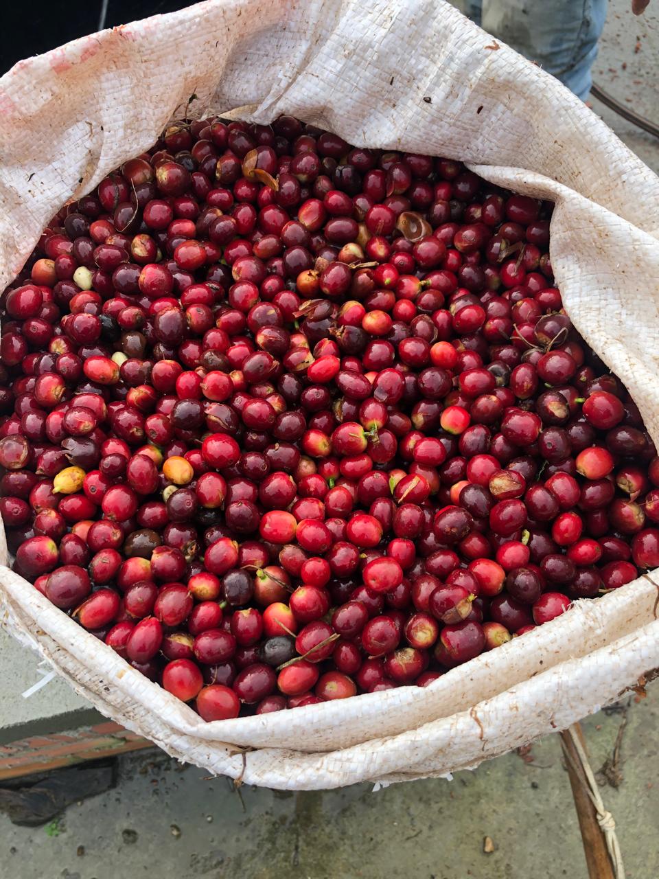 Musa Coffee cherry