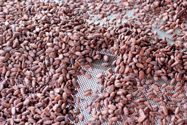 cocoa beans drying