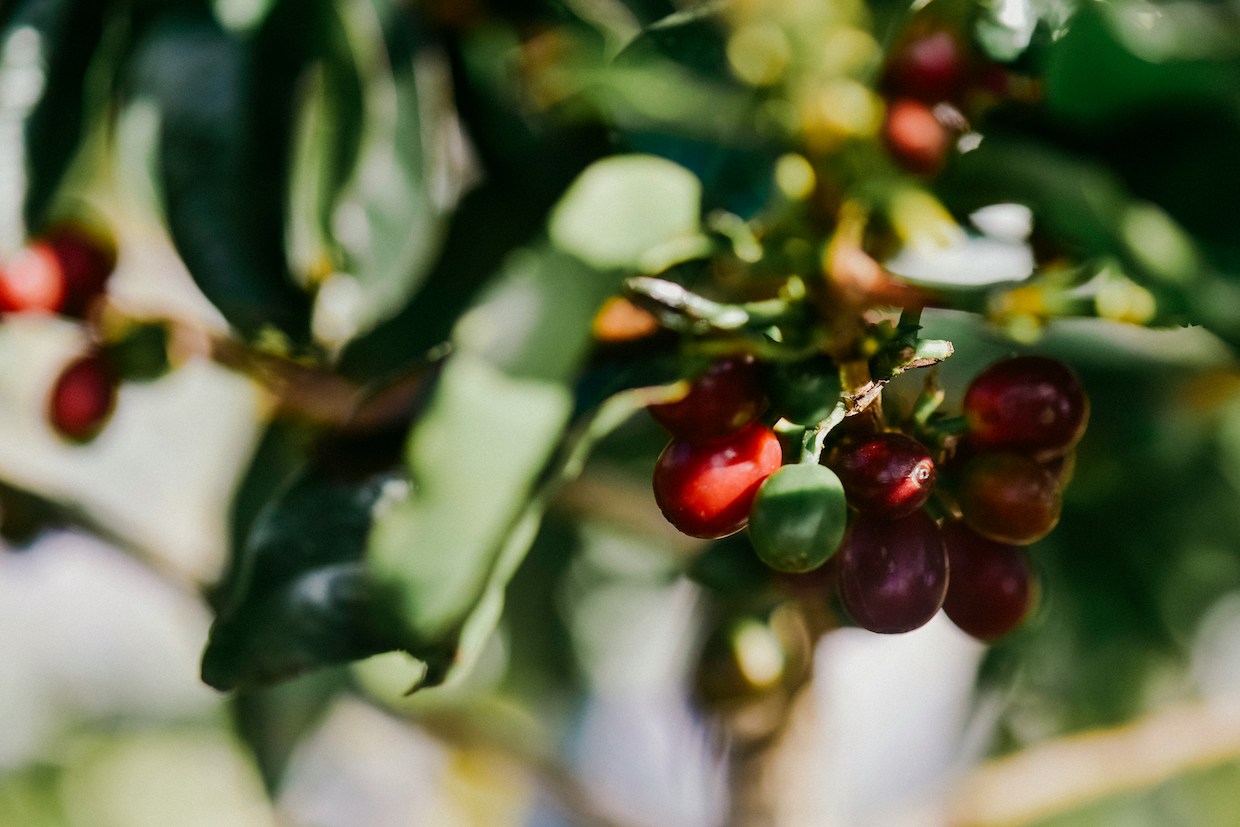 coffee trees