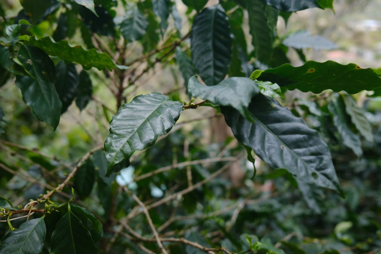 green-coffee-plant