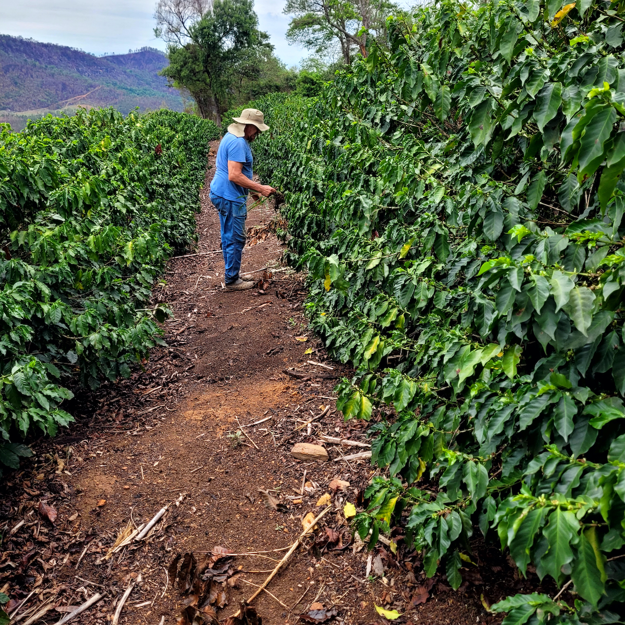 Brazil Coffee Production