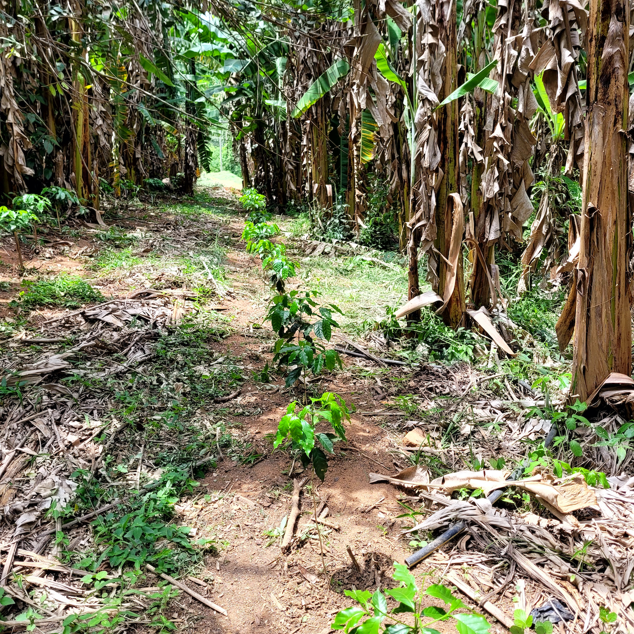 Brazil coffee seedlings