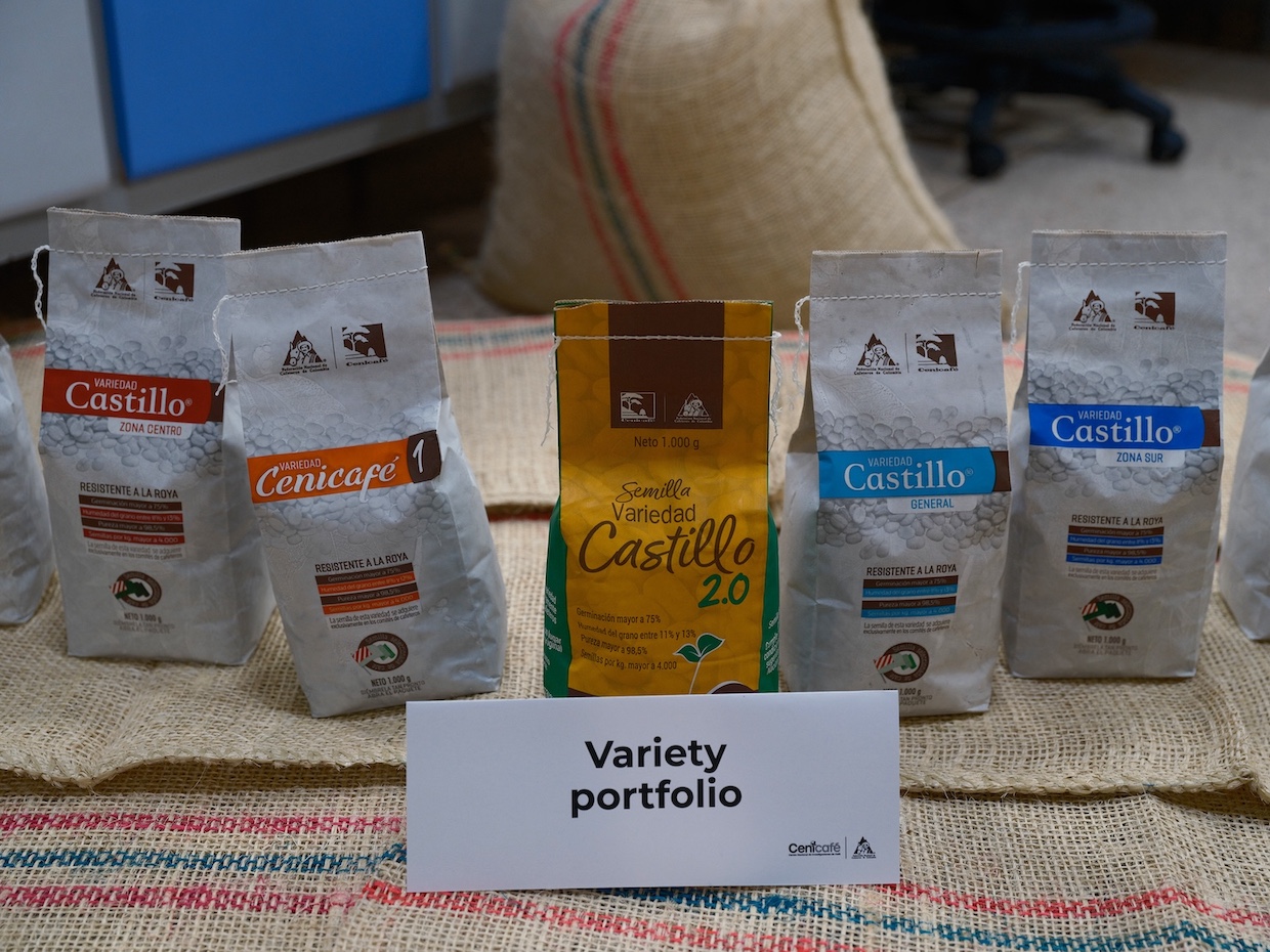 Canicafe varieties