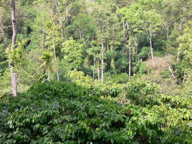 coffee farm India
