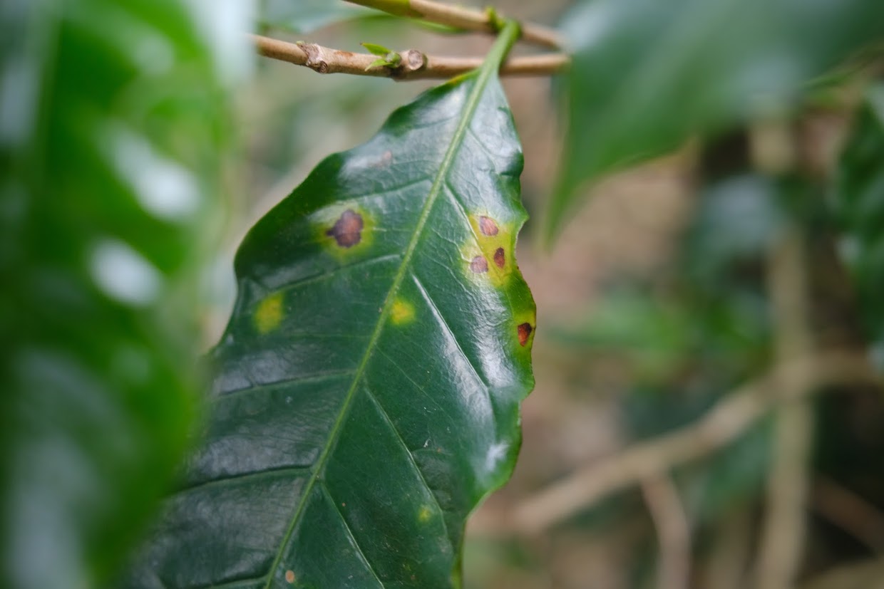 coffee leaf rust