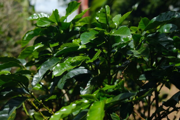 coffee plant