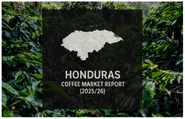 Honduras coffee market report