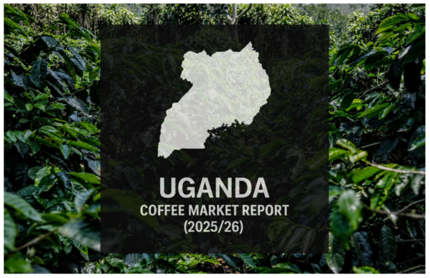 Uganda coffee market report