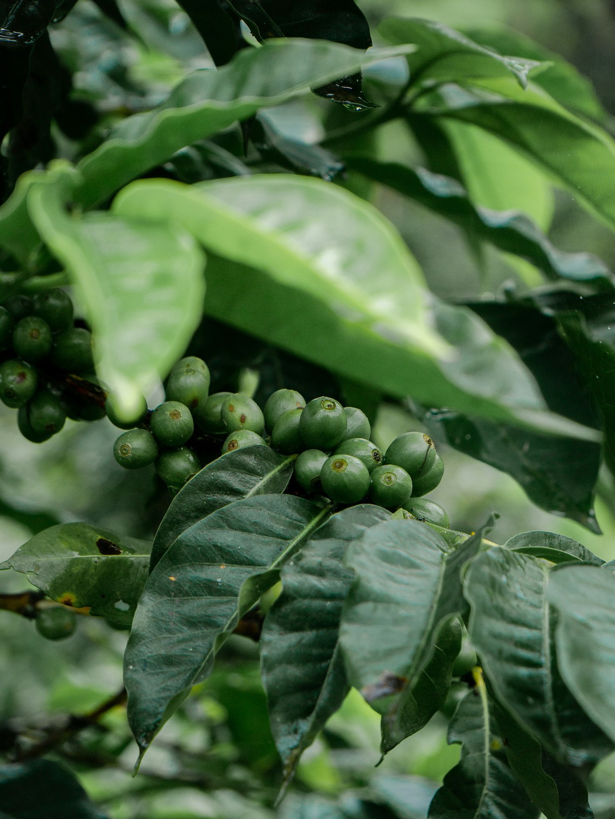 coffee plant