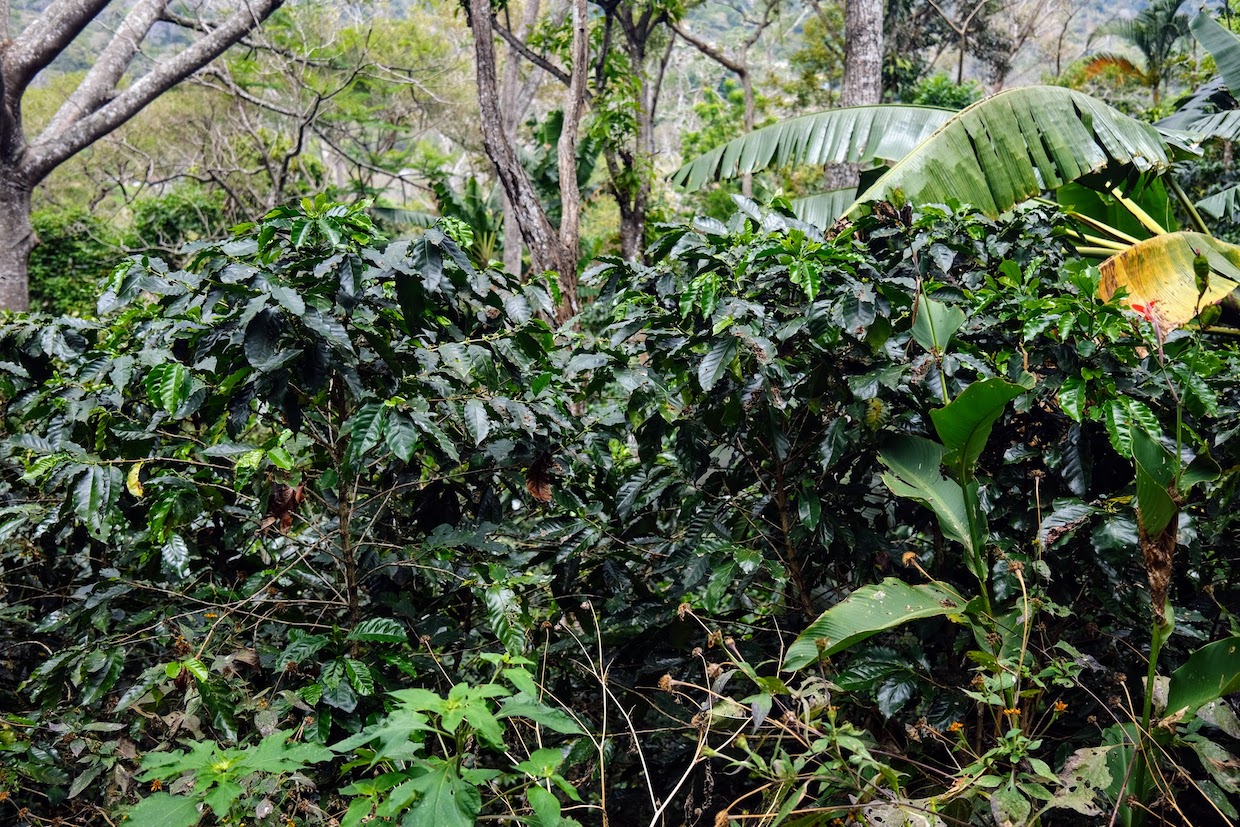 coffee plants