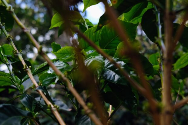 coffee plants