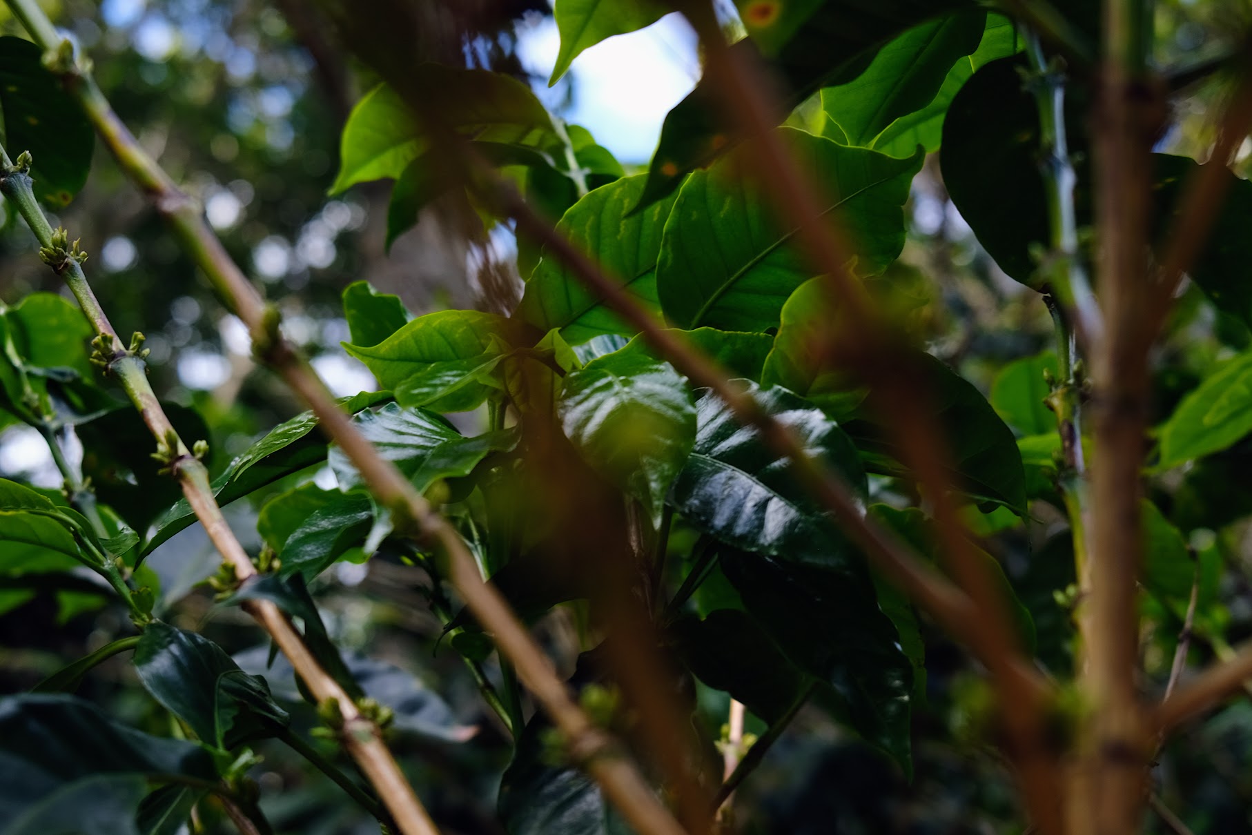 coffee plants
