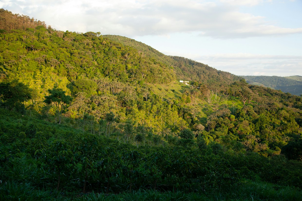 Brazilian forests