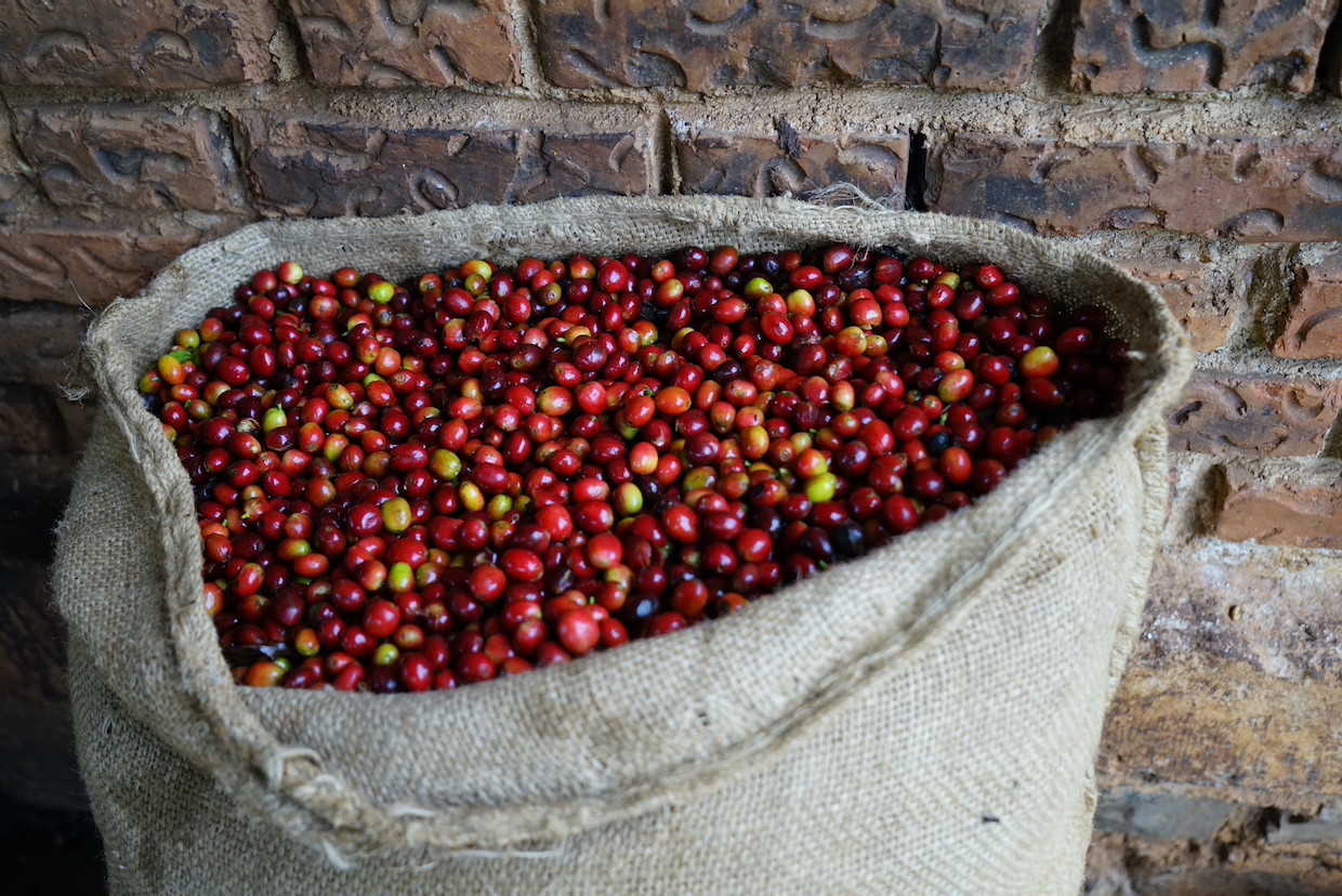 Ethiopia Forest Coffee Farm Africa 3