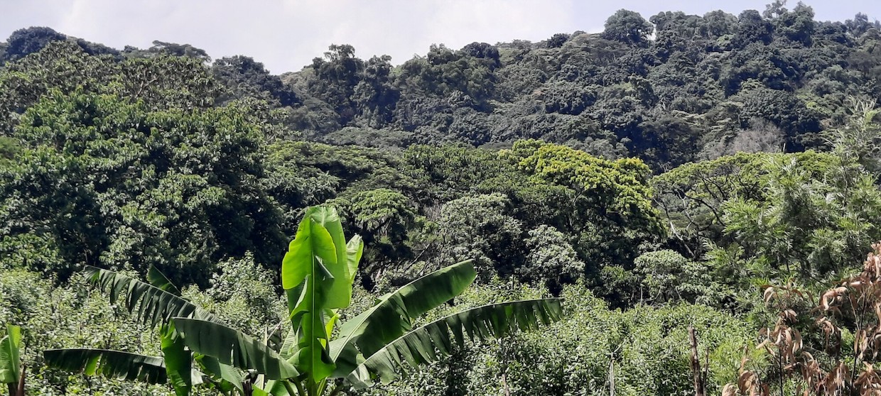 Ethiopia Forest Coffee Farm Africa 5