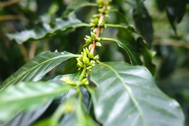 colombia coffee