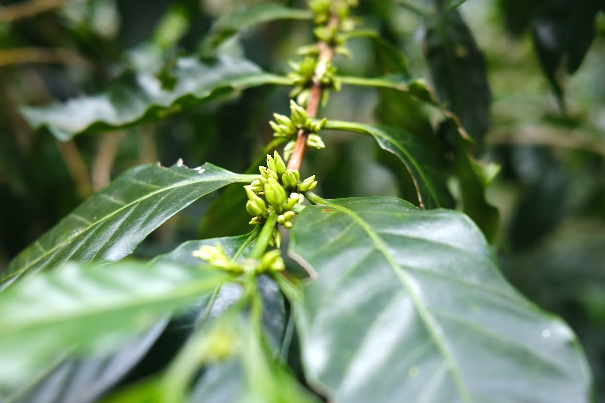 colombia coffee