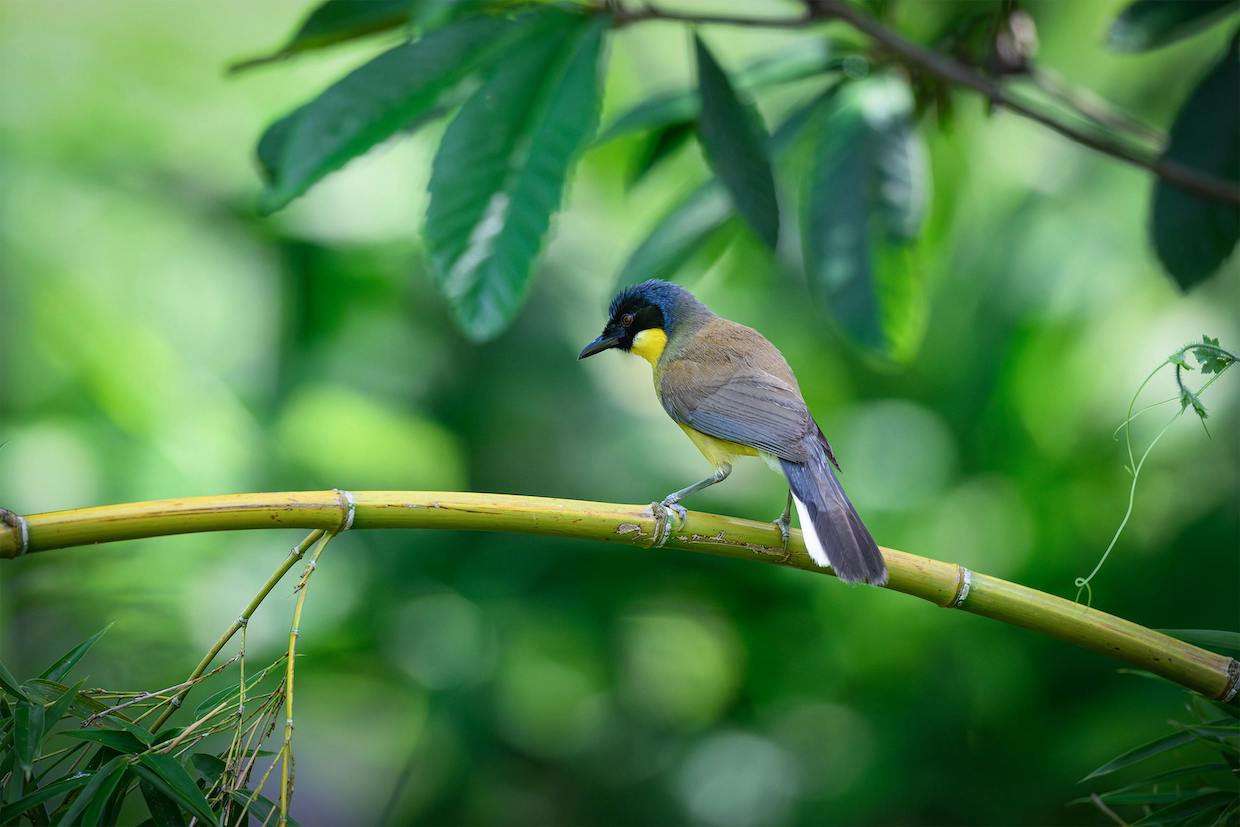 tropical bird