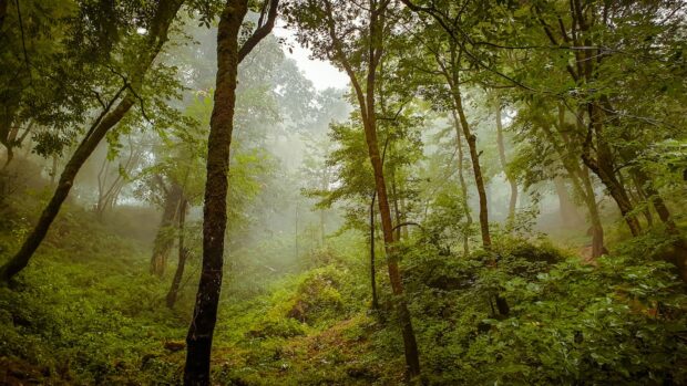 tropical forest 2