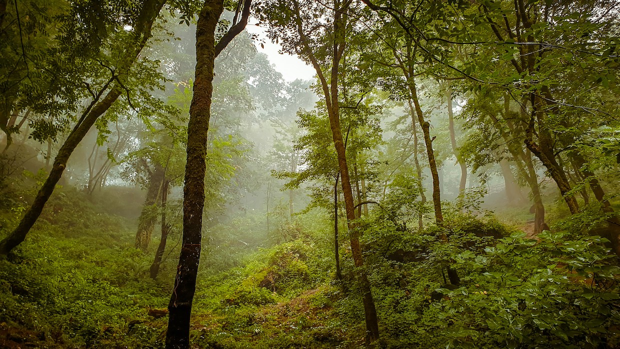 tropical forest 2