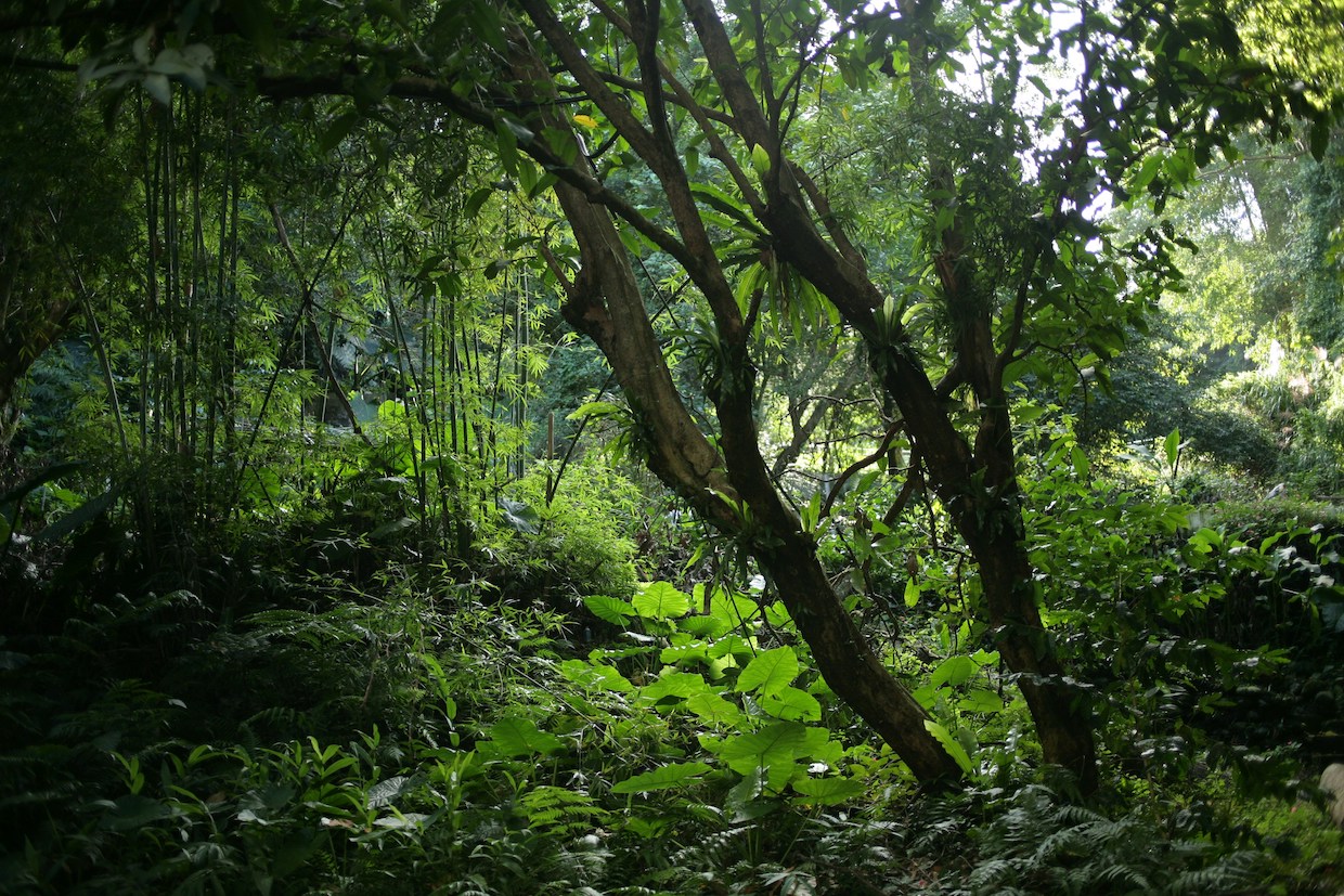 tropical forest
