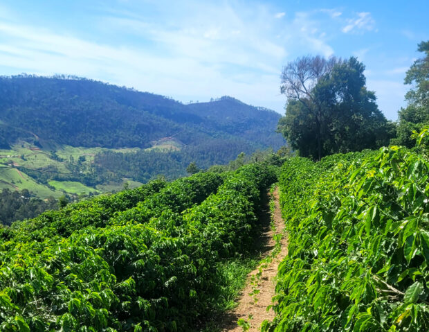 Brazil coffee