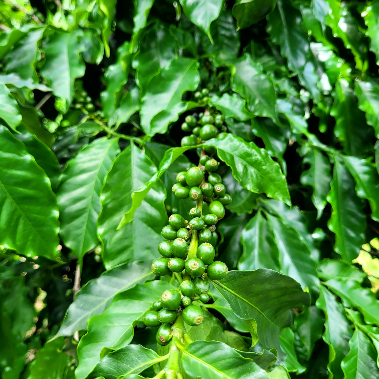 Brazil coffee plant Jonas