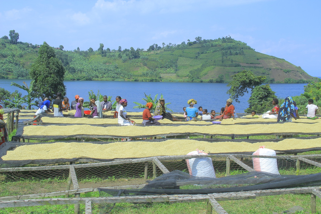 Second Better of Congo Cooperatives Competitors and Public sale Coming to U.S.