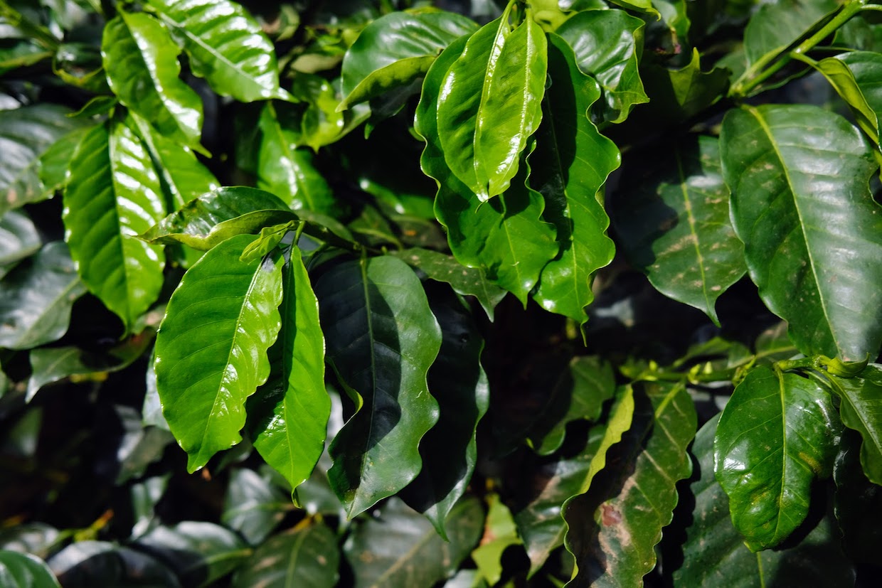arabica coffee