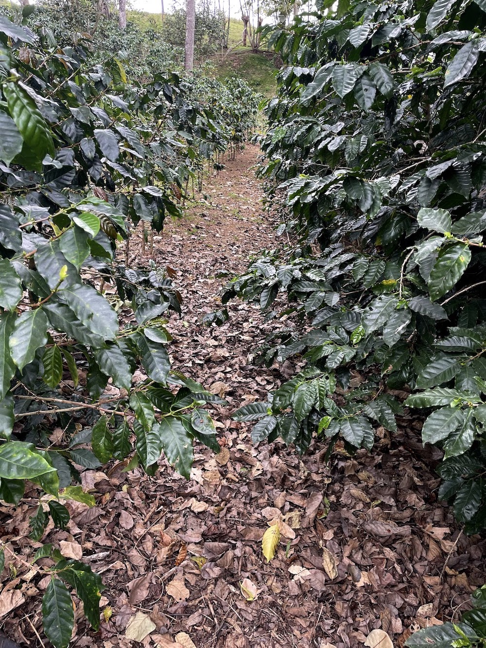 coffee soil