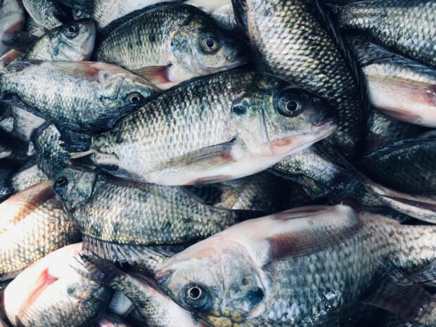 tilapia