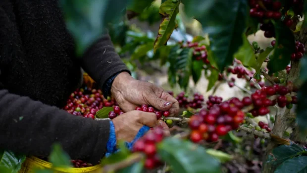 coffee-cherries