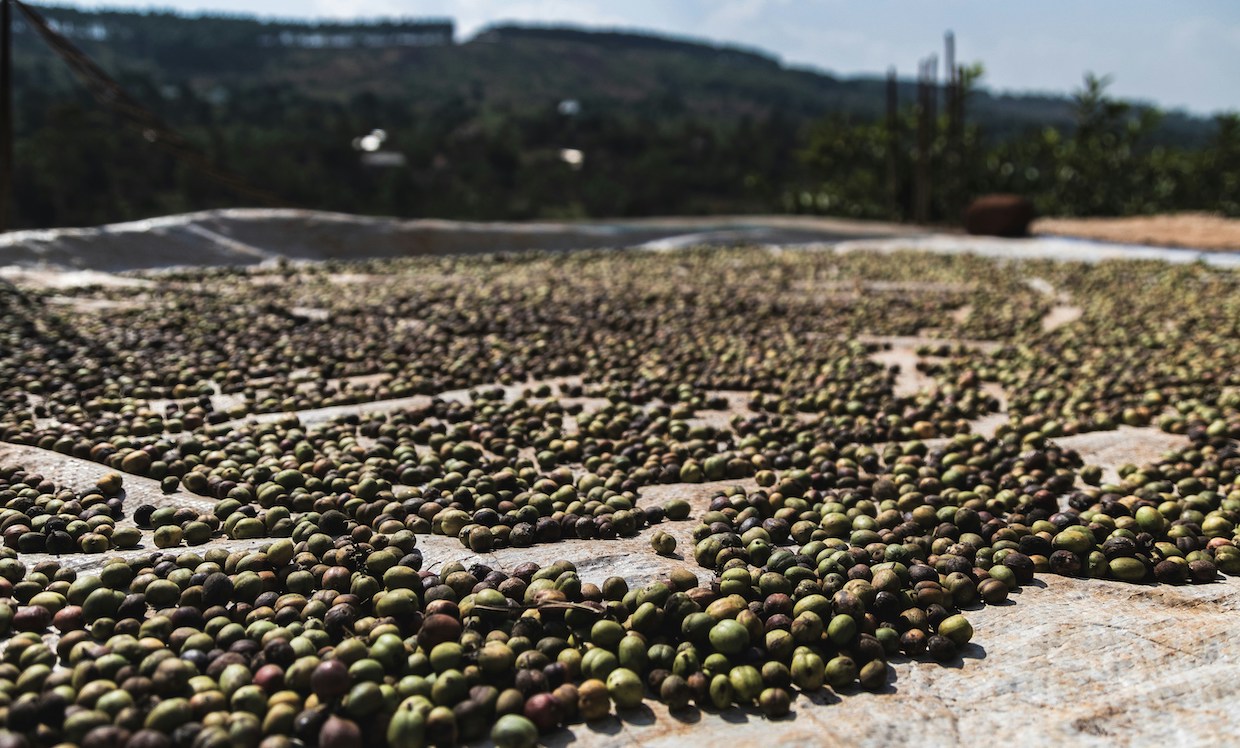 coffee-drying