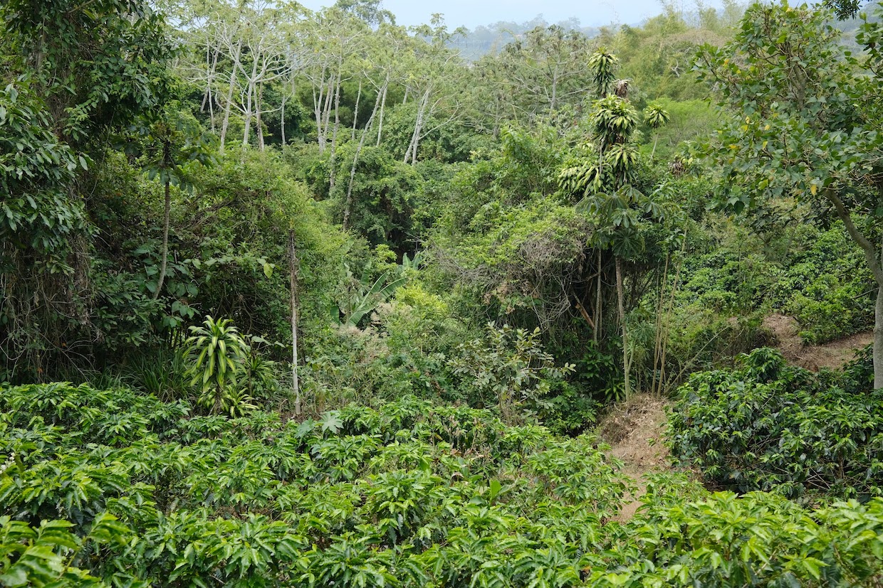 Study Suggests Coffee Industry Has Been Incentivizing Carbon Storage All Wrong