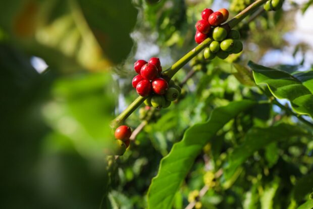 coffee growing