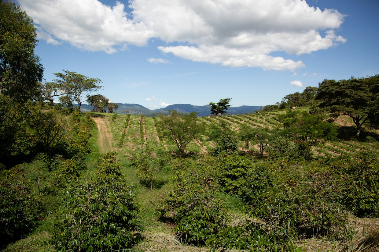 coffee growing brazil