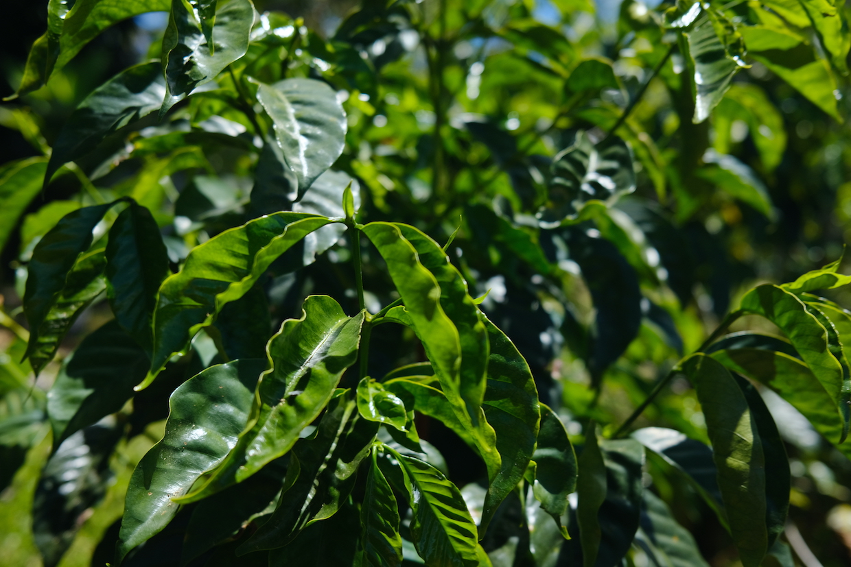 coffee plant