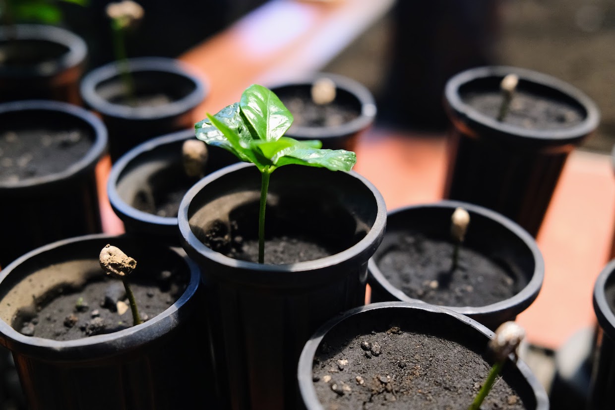 coffee seedling