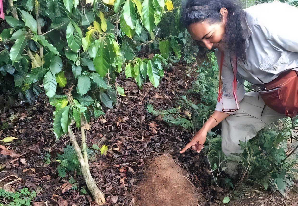 Pest Control Principles Meet Pure Chaos in New Coffee Farm Study