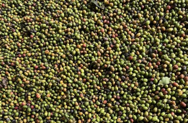 unripe coffee cherries