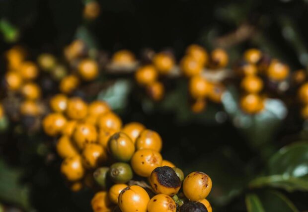 brazil coffee