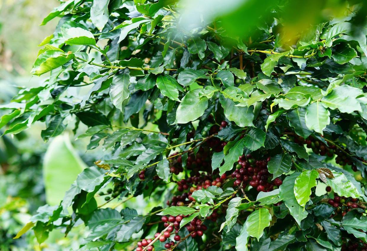 GCP Publishes RegenCoffee, Proposes Common Language for Regenerative Agriculture