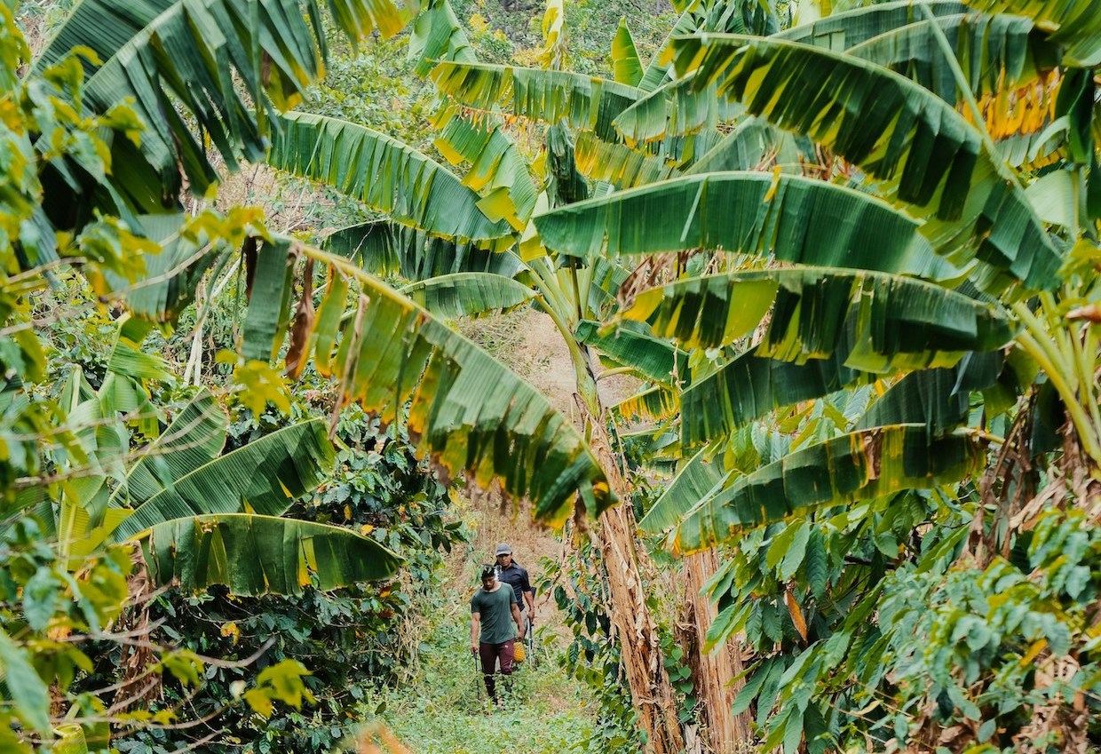 Rainforest Alliance Launching Regenerative Agriculture Certification for Coffee