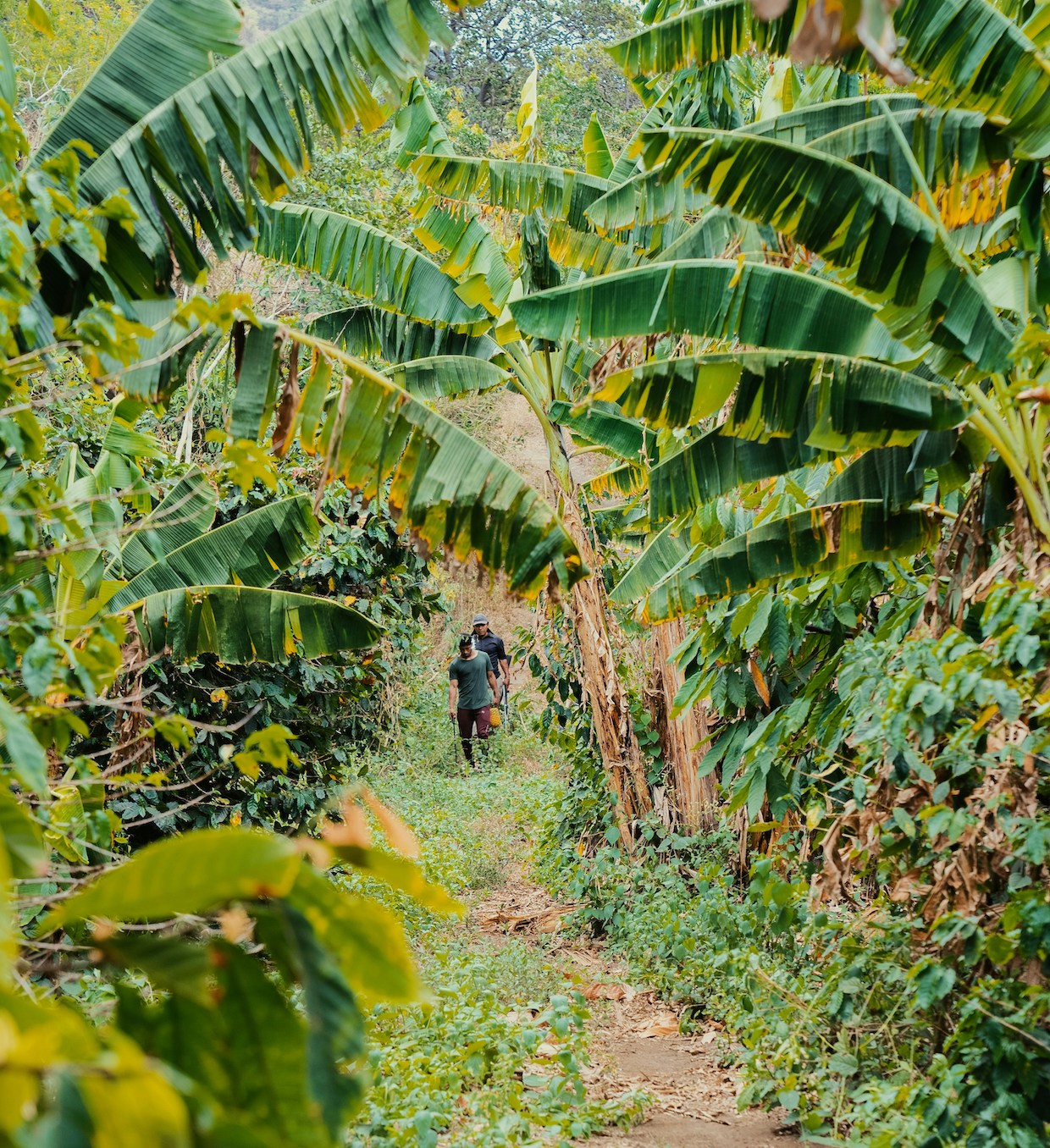 coffee farm shade